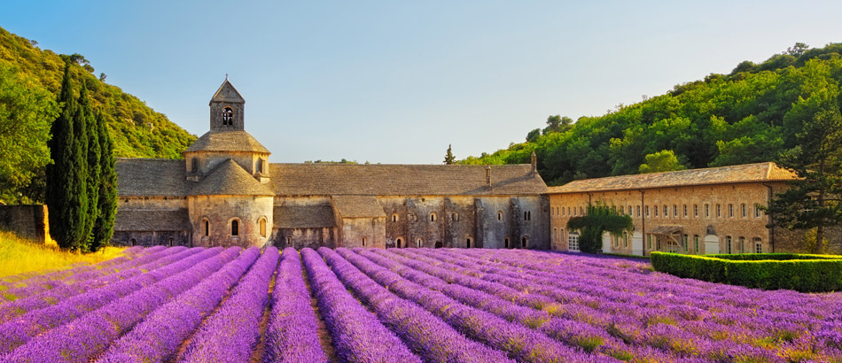 Lavendelblüte in der Provence