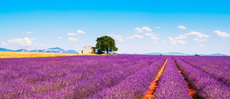 Lavendelblüte in der Provence