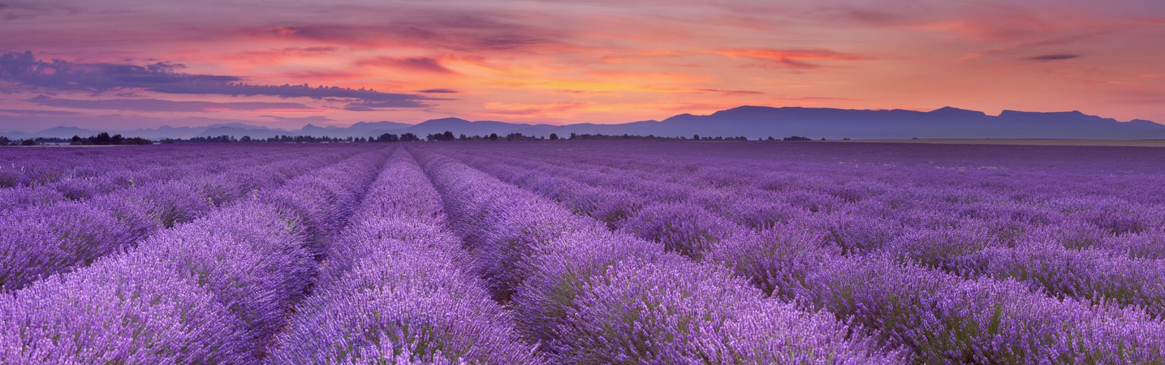 Lavendelblüte in der Provence