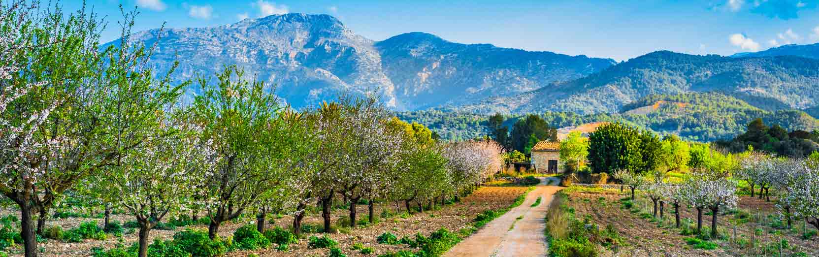 Mandelblüte auf Mallorca