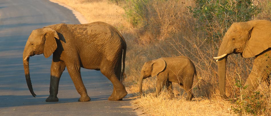 Safari in Addo Park