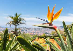 Botanischer Garten Funchal