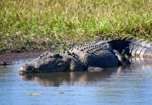 Krokodil Darwin Flughafen