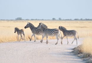 Zebras Namibia