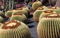 Lanzarote Kaktusgarten in Guatiza