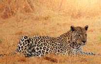 Wildtiere Namibia