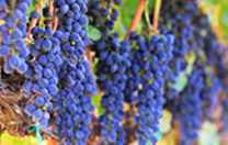 Blaubeeren USA Westen